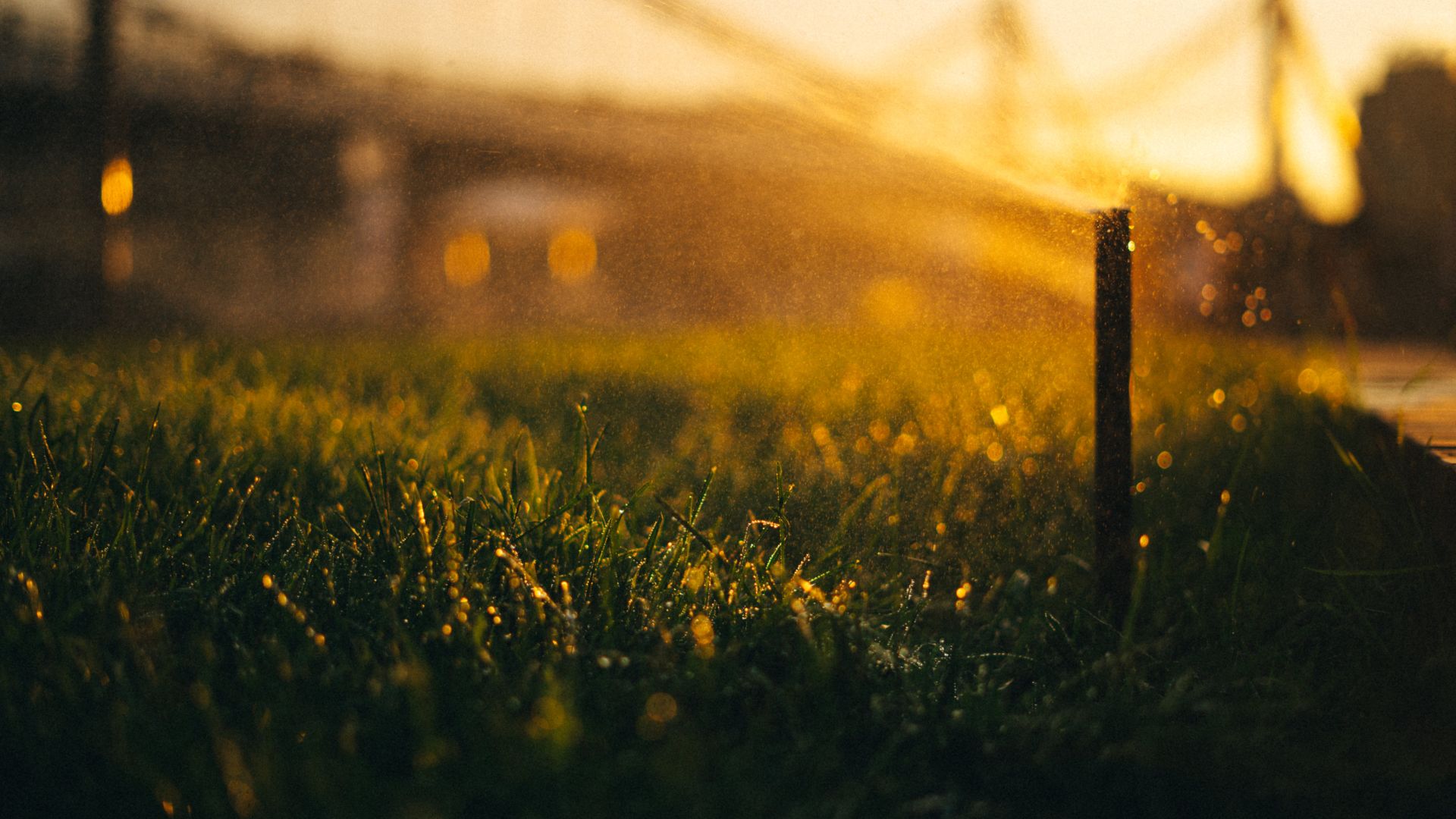 Wet Grass Near a Sprinkler